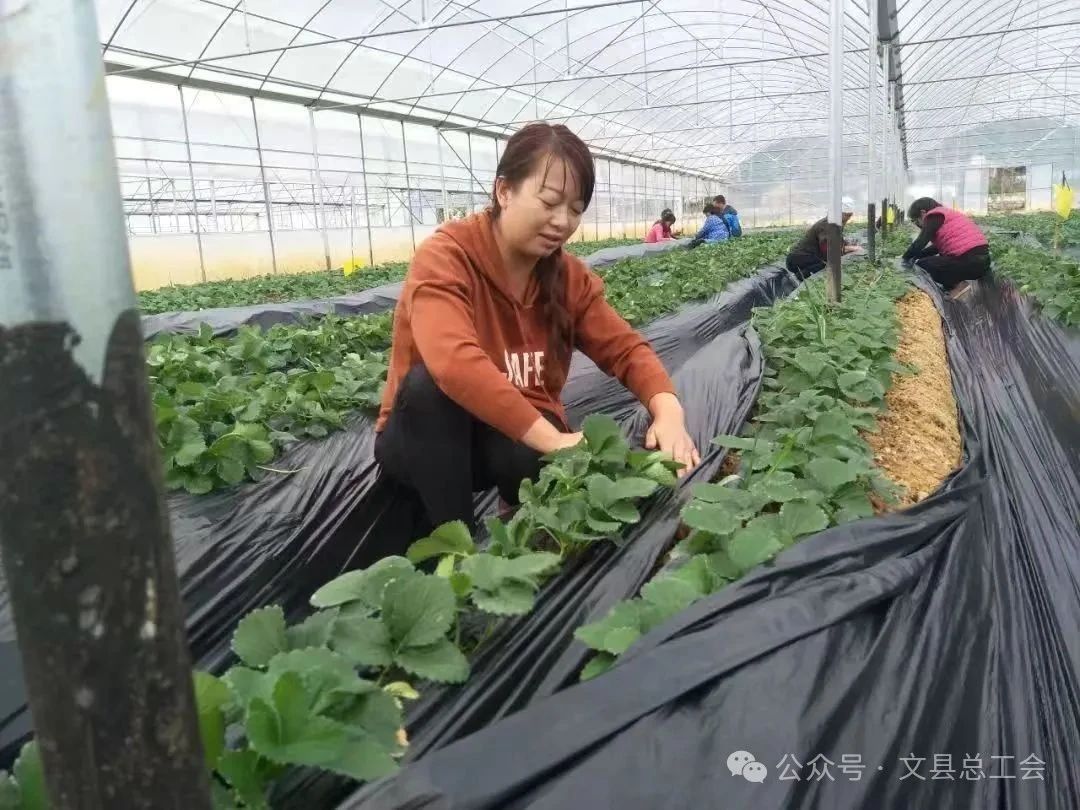 【陇南劳模风采】